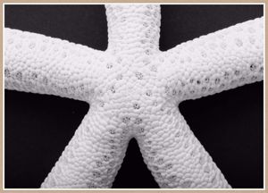 Quadro stella marina 50x70 stampa fotografica cornice in legno