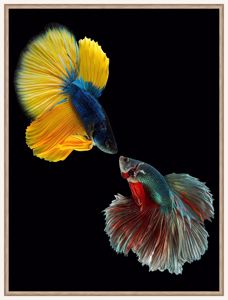 Quadretto pesci tropicali 30x40 stampa fotografica cornice di legno