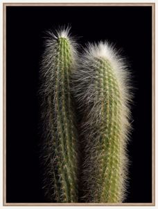 Quadretto cactus 30x40 stampa fotofrafica cornice legno