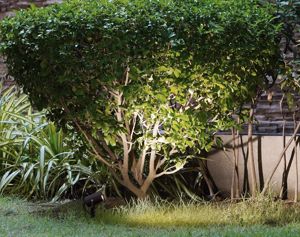 Faretto nero con picchetto da terra per giardino orientabile ip54 gu10 220v
