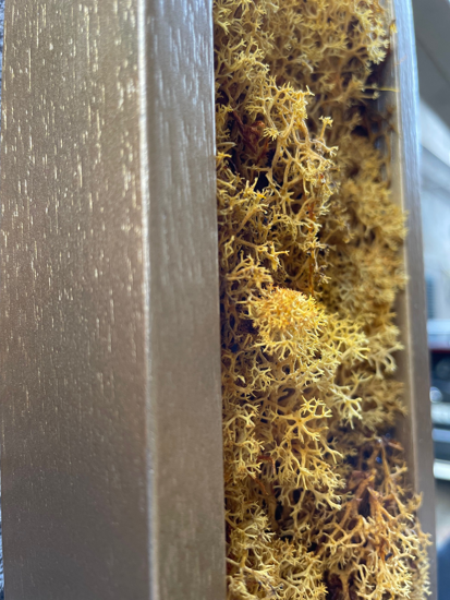 Specchio da parete design con lichene stabilizzato 70x95 oro moderno